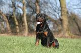 ROTTWEILER 534